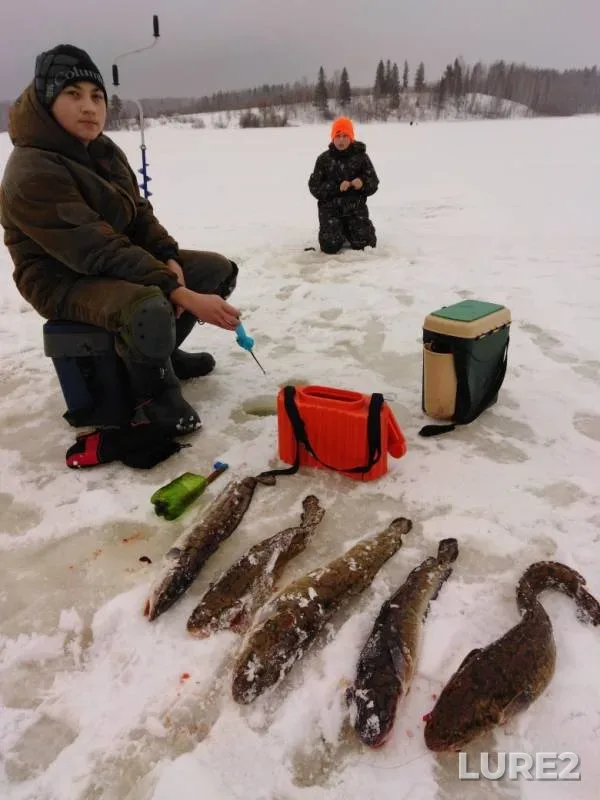 Burbot — Nechaikha, Nov 17, 2019