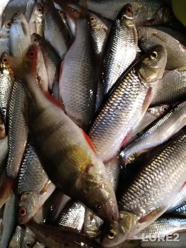 Perch, Roach — Yayva, Nov 24, 2019