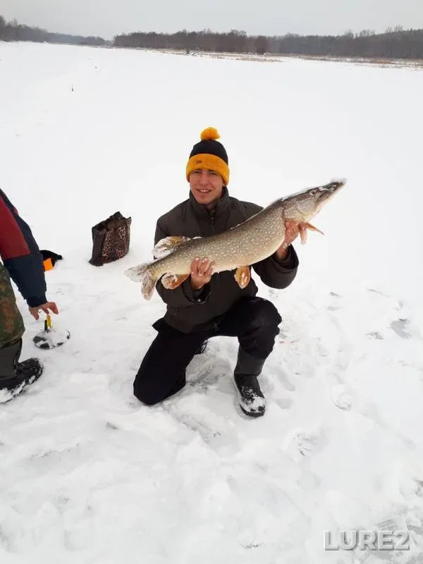 Perch, Pike — Don, Dec 08, 2018