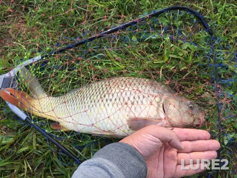 Carp — Moskovskaya oblast, Ramenskiy gorodskoy okrug, Sep 03, 2018