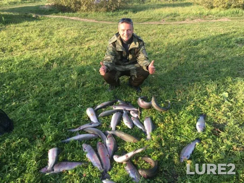 Rainbow trout — Moskovskaya oblast, Ramenskiy gorodskoy okrug, Oct 07, 2018