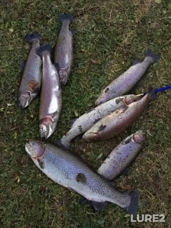 Rainbow trout — Moskovskaya oblast, Leninskiy gorodskoy okrug, Oct 27, 2018