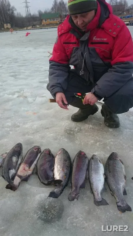 Rainbow trout — Moskovskaya oblast, Ramenskiy gorodskoy okrug, Apr 07, 2019