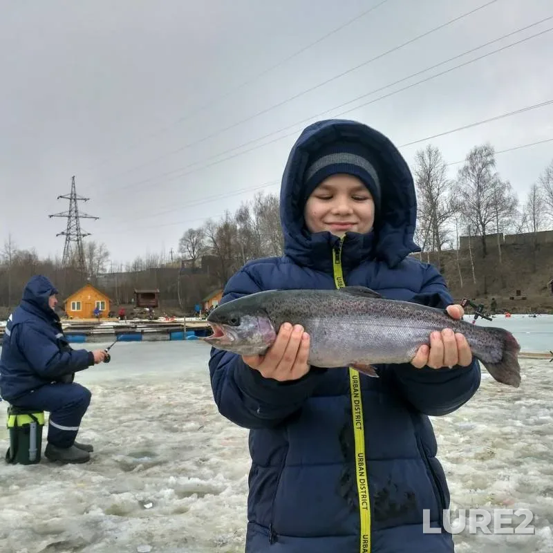 Rainbow trout — Moskovskaya oblast, Ramenskiy gorodskoy okrug, Apr 07, 2019