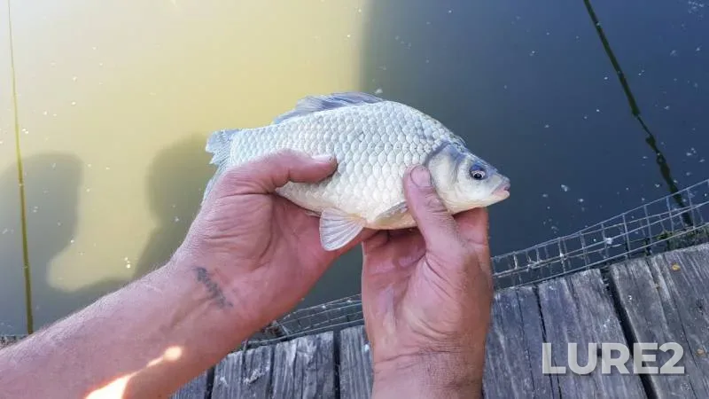Crucian carp — Igumnoye, Jun 04, 2019
