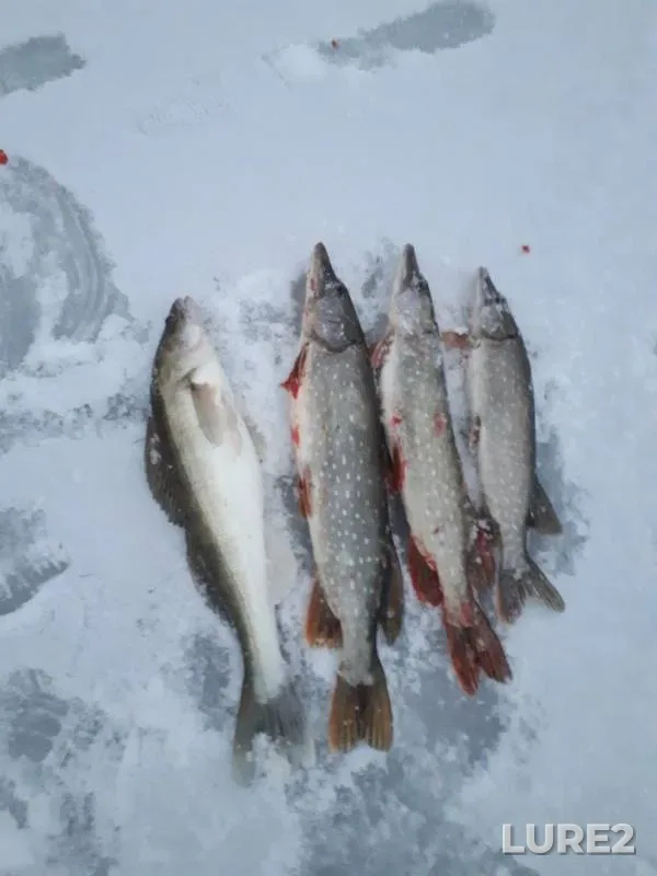 Pike, Zander — Don, Dec 04, 2018