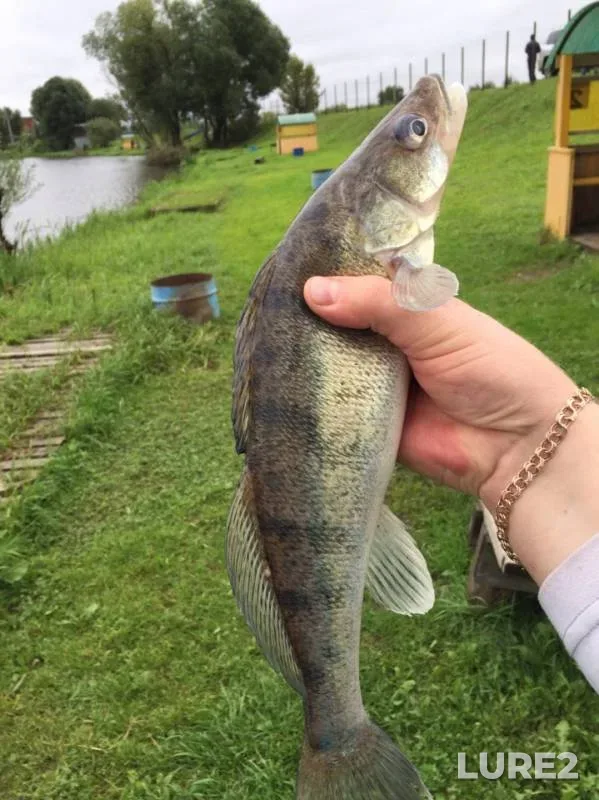 Zander — Igumnoye, Aug 17, 2019