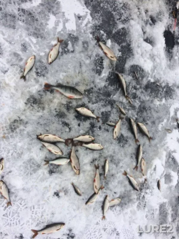 Perch, Roach — Pskovskaya oblast, Gdovskiy rayon, Feb 03, 2018
