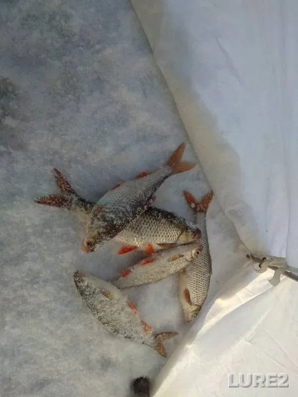 Roach — Pskovskaya oblast, Gdovskiy rayon, Feb 08, 2018