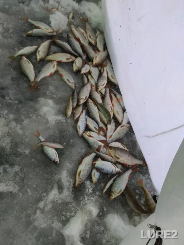 Perch, Roach — Pskovskaya oblast, Gdovskiy rayon, Feb 17, 2018