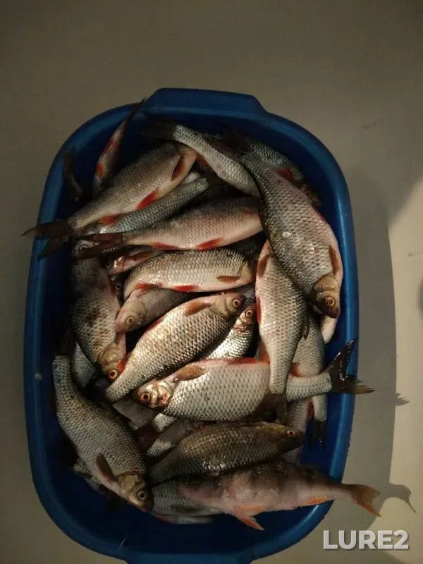 Perch, Roach — Pskovskaya oblast, Gdovskiy rayon, Feb 25, 2018