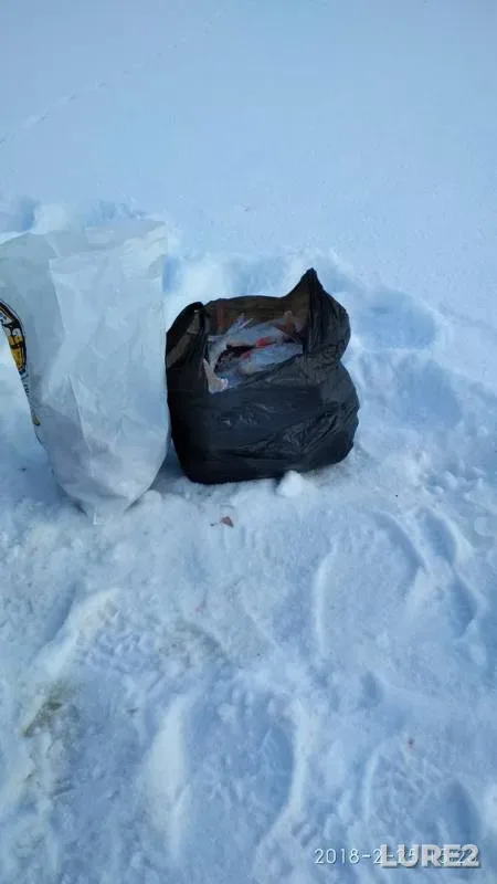 Roach — Pskovskaya oblast, Gdovskiy rayon, Feb 25, 2018