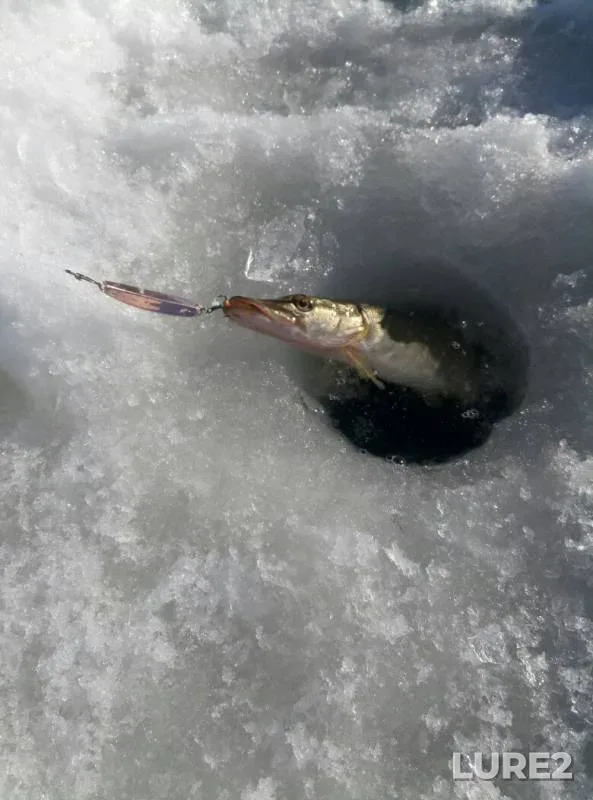 Pike — Cheryokha, Mar 04, 2018