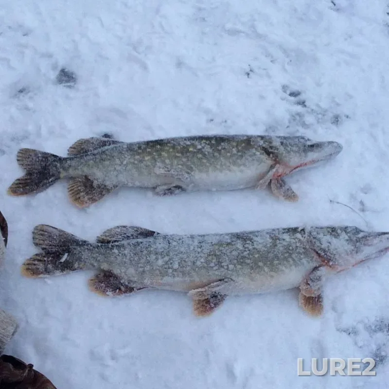 Pike — Chyornaya Kalitva, Dec 03, 2018