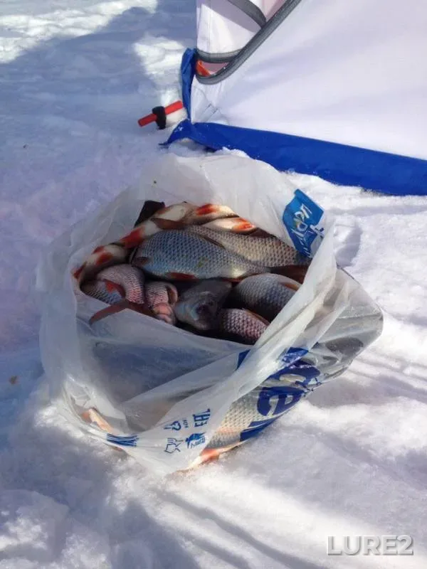 Roach — Pskovskaya oblast, Gdovskiy rayon, Mar 08, 2018