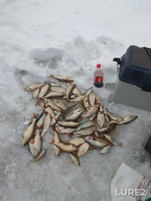 Roach — Pskovskaya oblast, Gdovskiy rayon, Mar 09, 2018