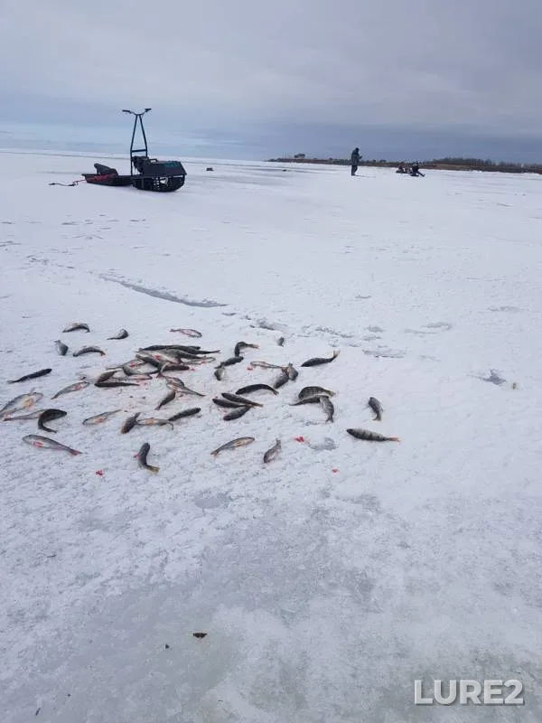 Perch — Pskovskaya oblast, Gdovskiy rayon, Mar 19, 2018