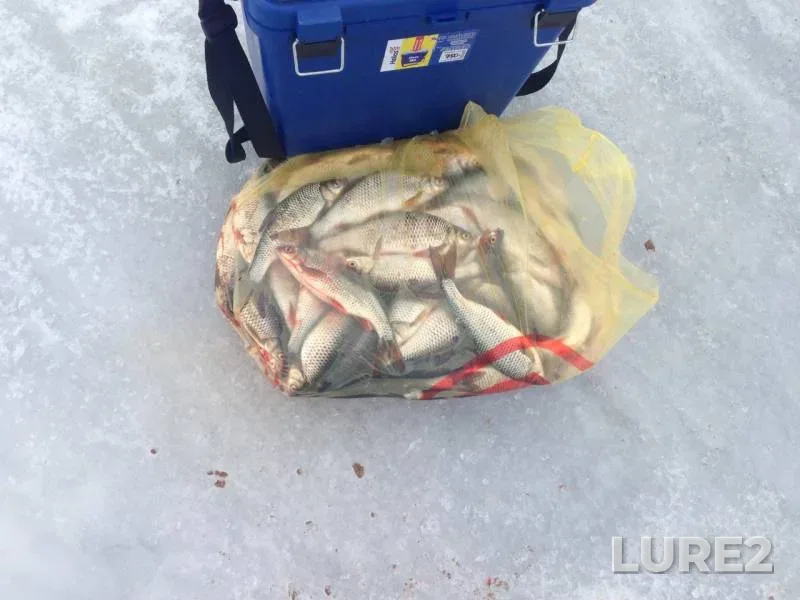Roach — Pskovskaya oblast, Gdovskiy rayon, Mar 20, 2018