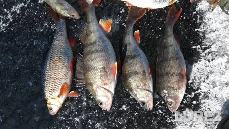 Perch — Pskovskaya oblast, Gdovskiy rayon, Mar 27, 2018