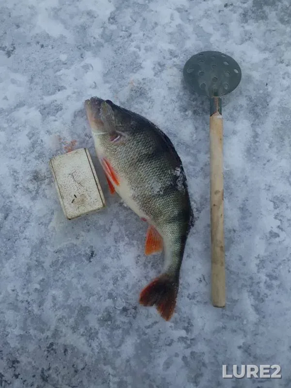 Perch — Pskovskaya oblast, Gdovskiy rayon, Apr 02, 2018