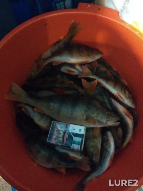 Perch — Pskovskaya oblast, Gdovskiy rayon, Dec 03, 2018