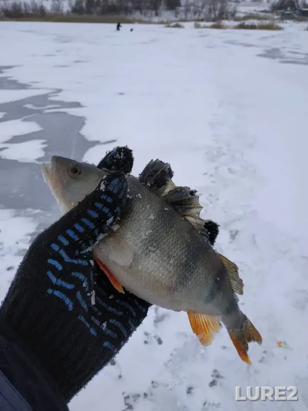Perch — Voronezhskaya oblast, Dec 02, 2018