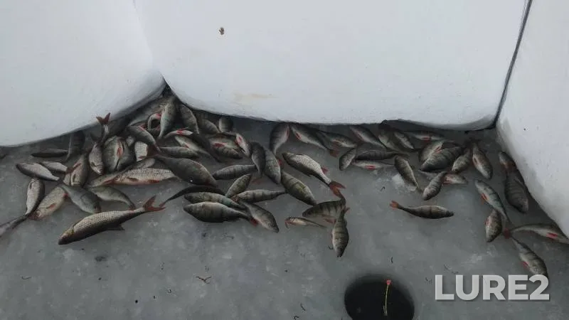 Perch, Roach — Pskovskaya oblast, Gdovskiy rayon, Jan 16, 2019
