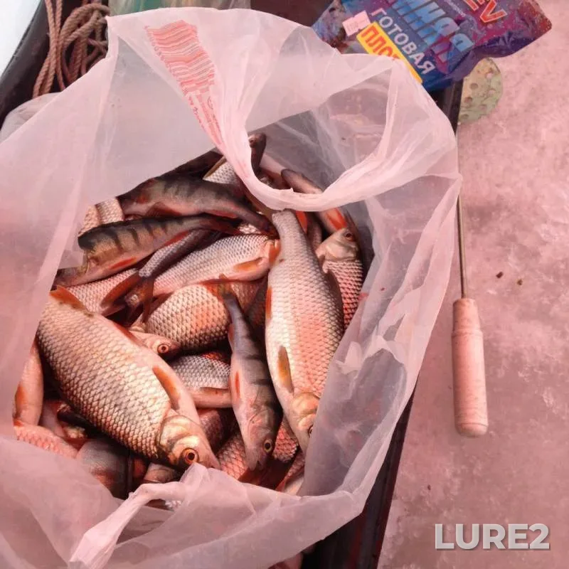 Perch, Roach — Pskovskaya oblast, Gdovskiy rayon, Jan 20, 2019