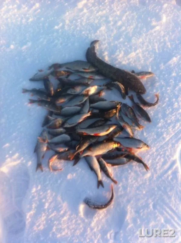 Burbot, Perch — Pskovskaya oblast, Gdovskiy rayon, Jan 31, 2019