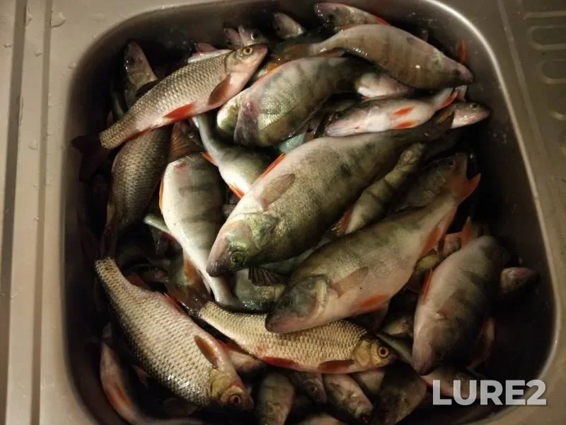 Perch, Roach — Pskovskaya oblast, Gdovskiy rayon, Feb 02, 2019