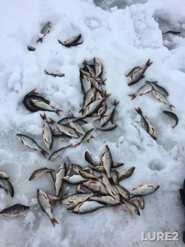 Perch, Roach — Pskovskaya oblast, Gdovskiy rayon, Feb 03, 2019
