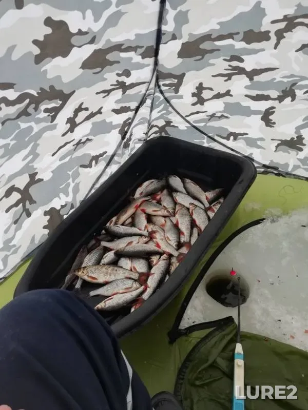 Roach — Pskovskaya oblast, Gdovskiy rayon, Feb 09, 2019