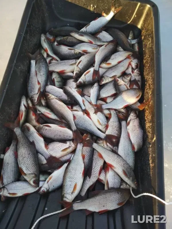 Roach — Pskovskaya oblast, Gdovskiy rayon, Feb 16, 2019