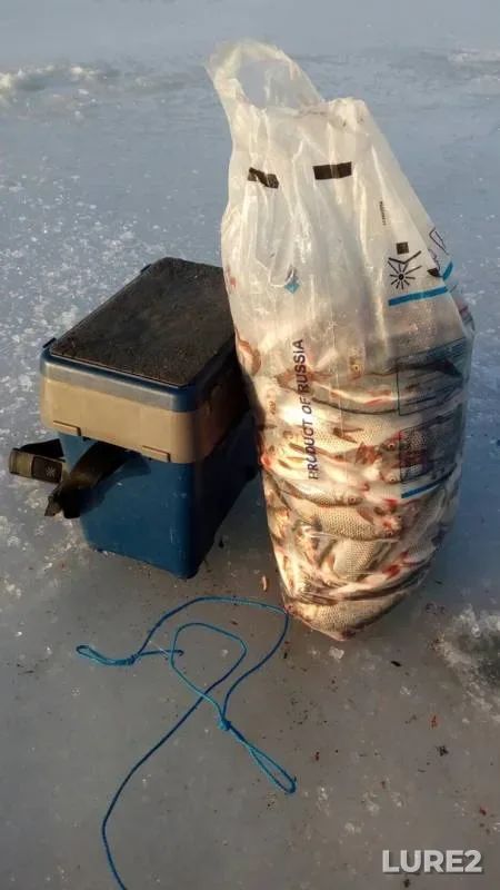Roach — Pskovskaya oblast, Gdovskiy rayon, Feb 18, 2019