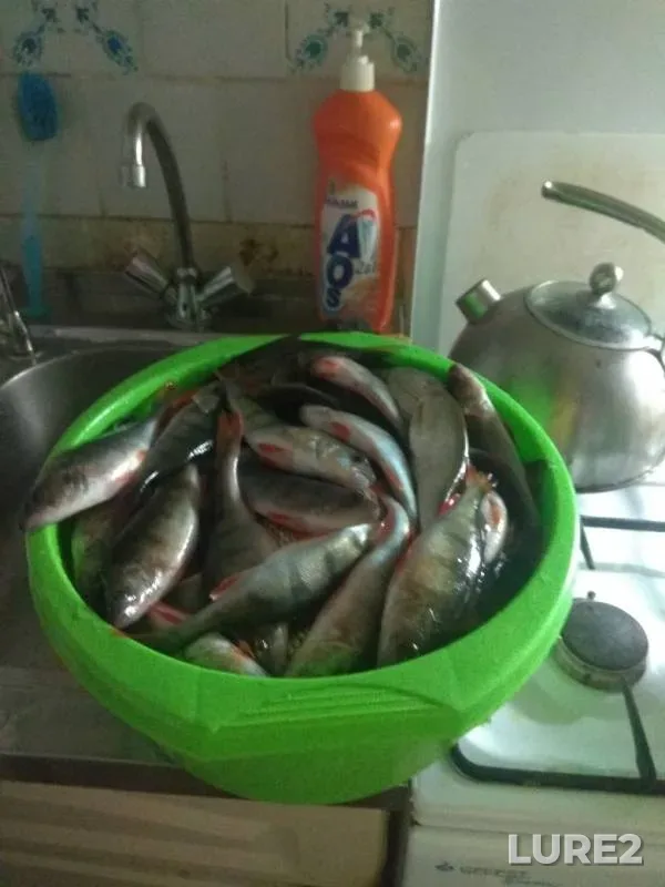Perch, Roach — Pskovskaya oblast, Gdovskiy rayon, Feb 27, 2019