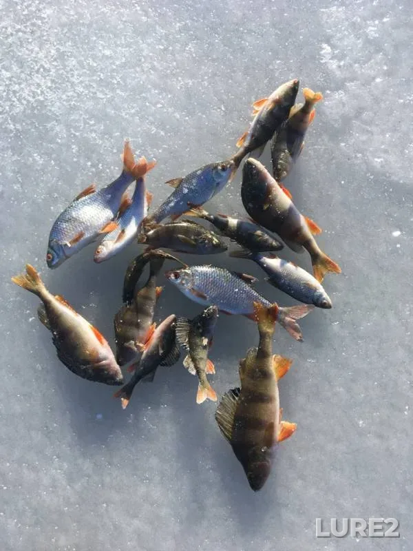 Perch, Roach — Chyornaya Kalitva, Nov 29, 2018