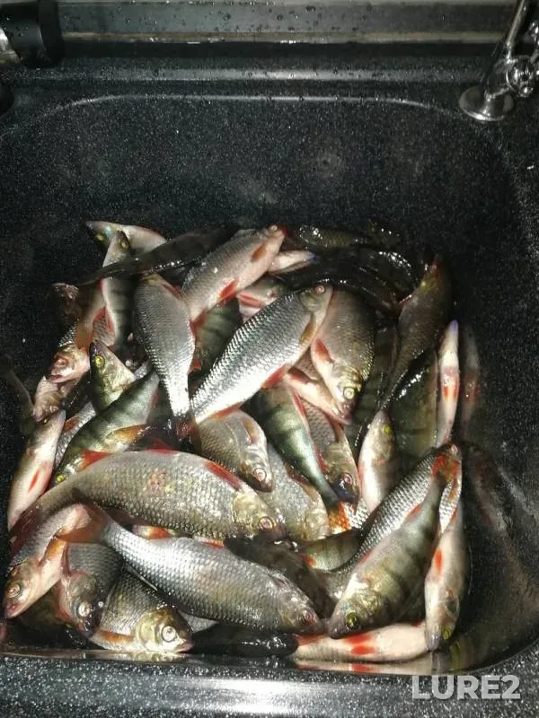 Perch, Roach — Pskovskaya oblast, Gdovskiy rayon, Feb 28, 2019