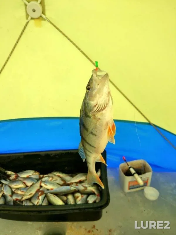 Perch, Roach — Pskovskaya oblast, Gdovskiy rayon, Mar 08, 2019