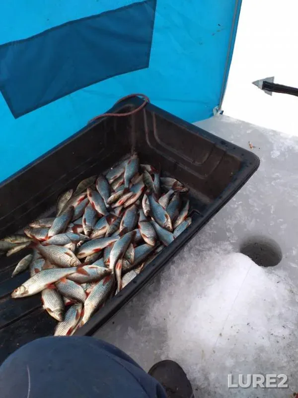 Roach — Pskovskaya oblast, Gdovskiy rayon, Mar 13, 2019