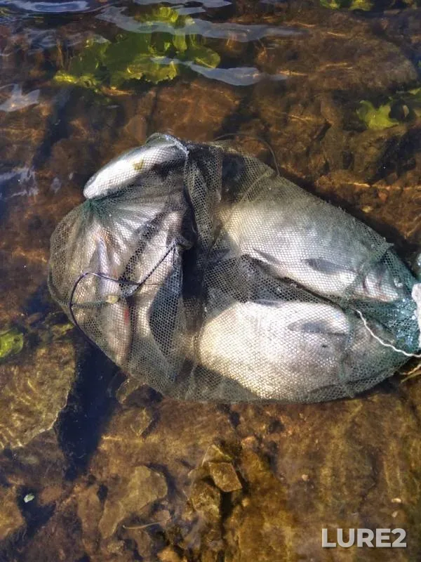 Bream — Velikaya, Aug 15, 2019