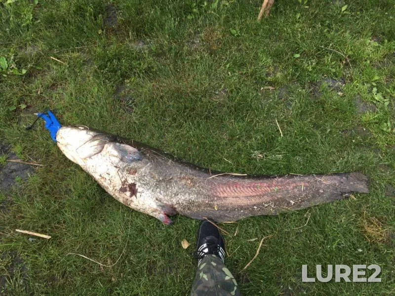 Wels catfish — Rybatskaya bukhta, May 27, 2017