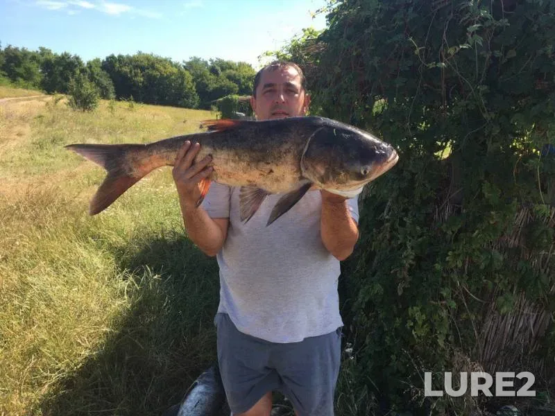 Silver carp — Kіrovogradska oblast, Kropivnitskiy rayon, Jul 10, 2017