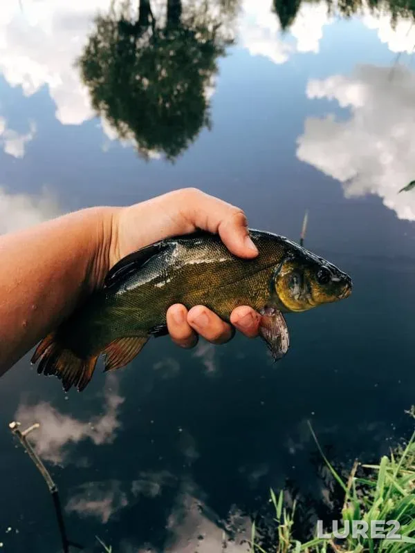 Tench — Cherkaska oblast, Jul 19, 2017