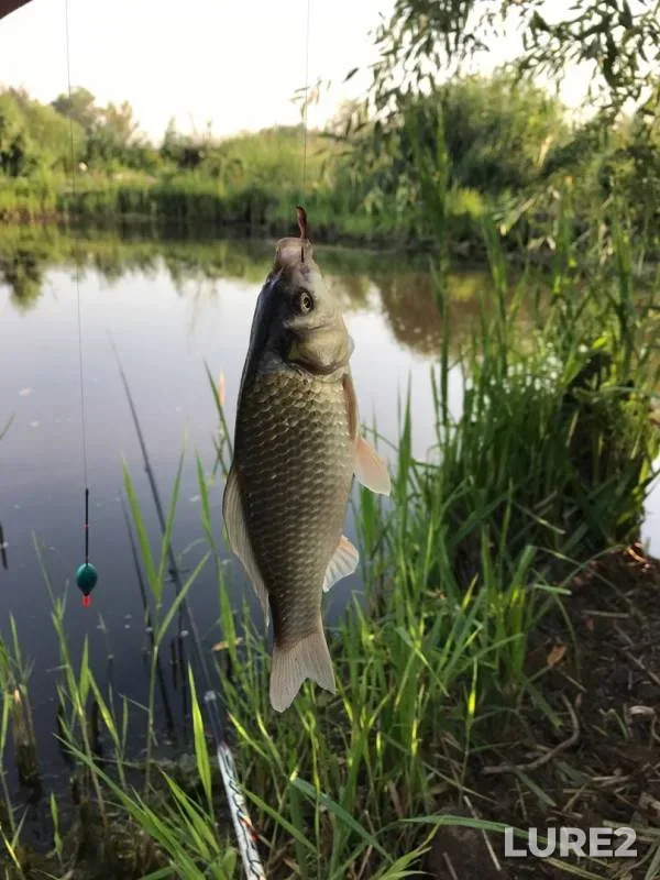 Crucian carp — Cherkaska oblast, Jul 24, 2017