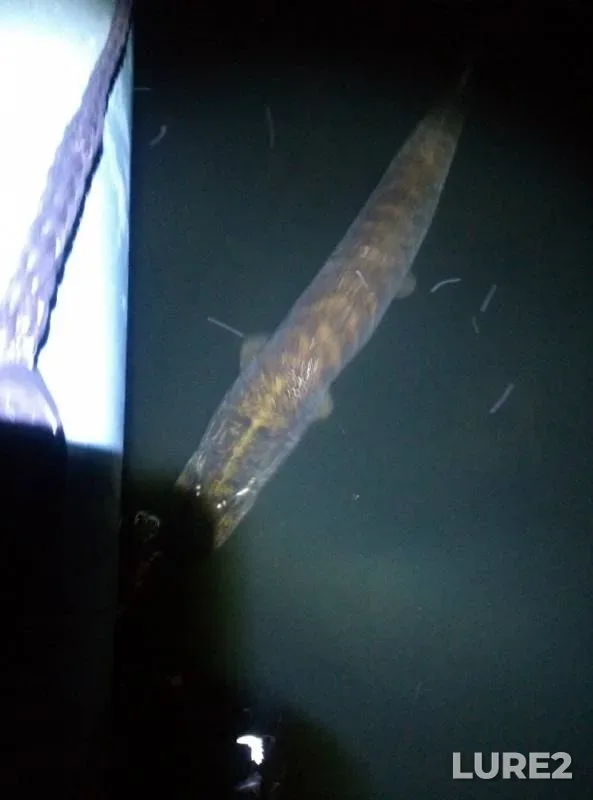 Pike — Cherkaska oblast, Oct 13, 2017