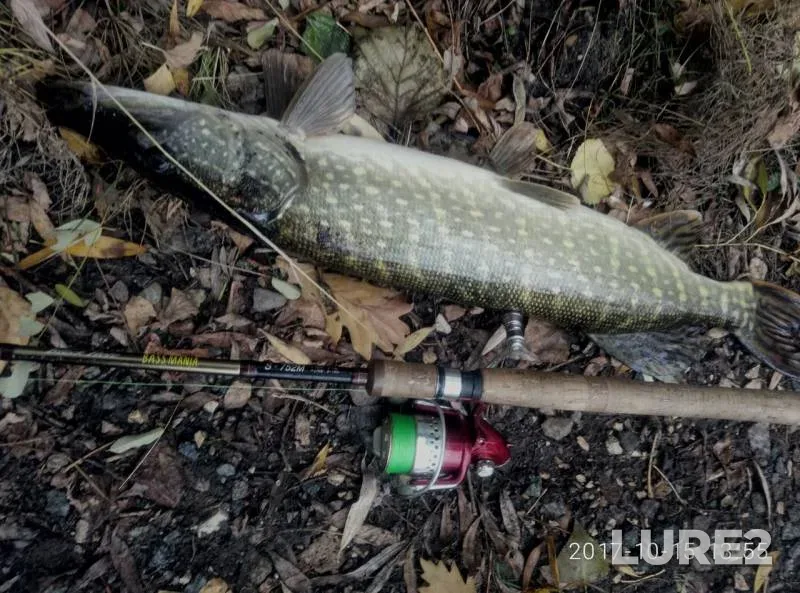 Pike — Kiїvska oblast, Oct 15, 2017