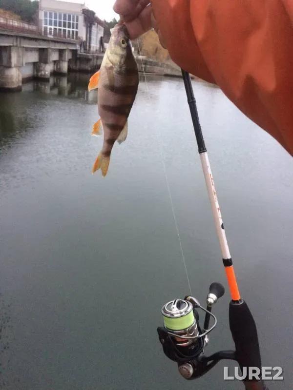 Perch, Pike — Cherkaska oblast, Dec 17, 2017