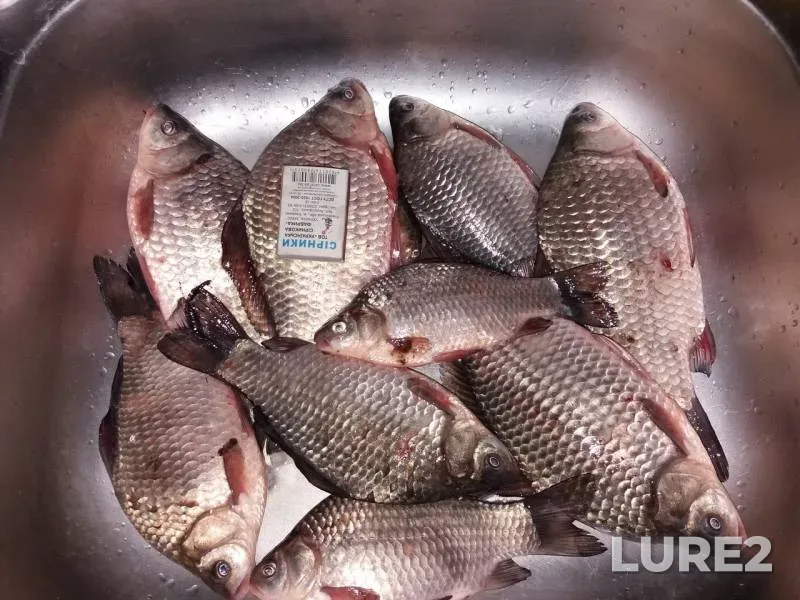 Crucian carp — Cherkaska oblast, Jan 28, 2018
