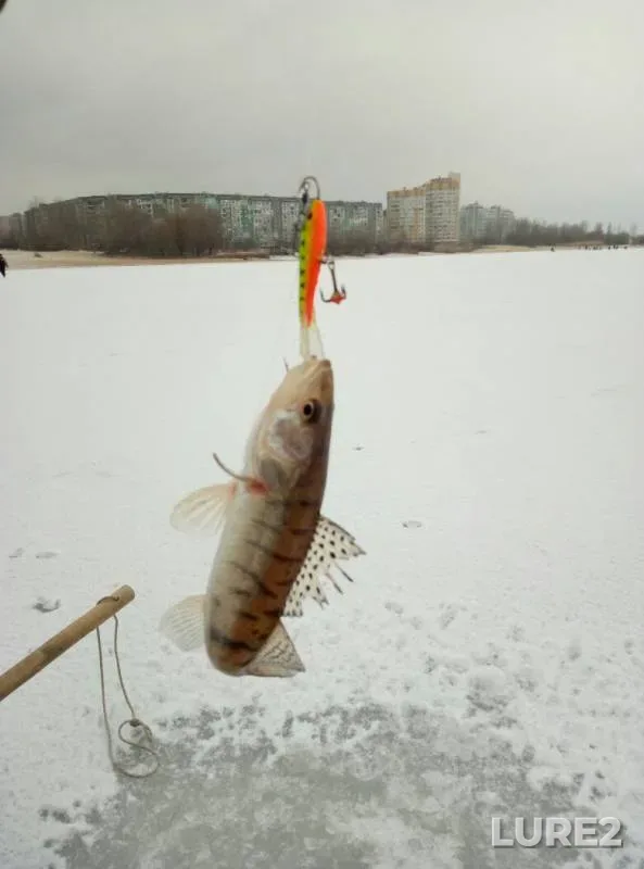 Zander — Dnepr, Feb 09, 2018