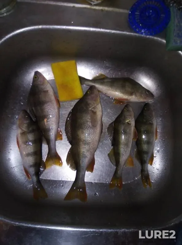 Perch — Don, Nov 24, 2018